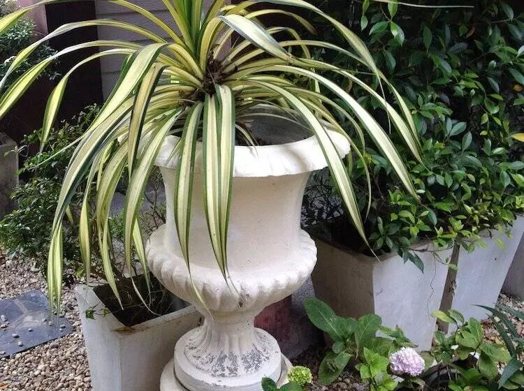 호텔 C2 Residence Boutique