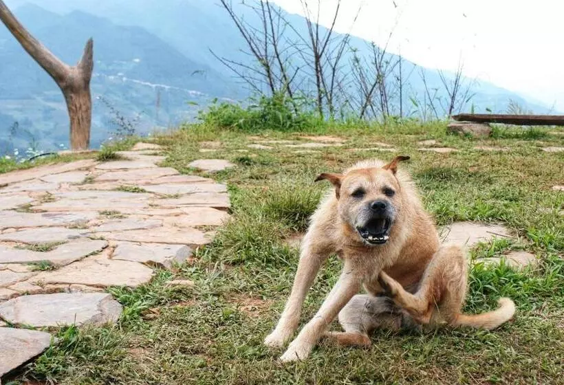 تختخواب و صبحانه A Su Homestay Mù Cang Chải
