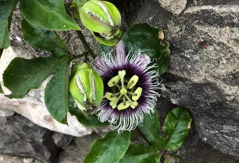 تختخواب و صبحانه Villa Vicente