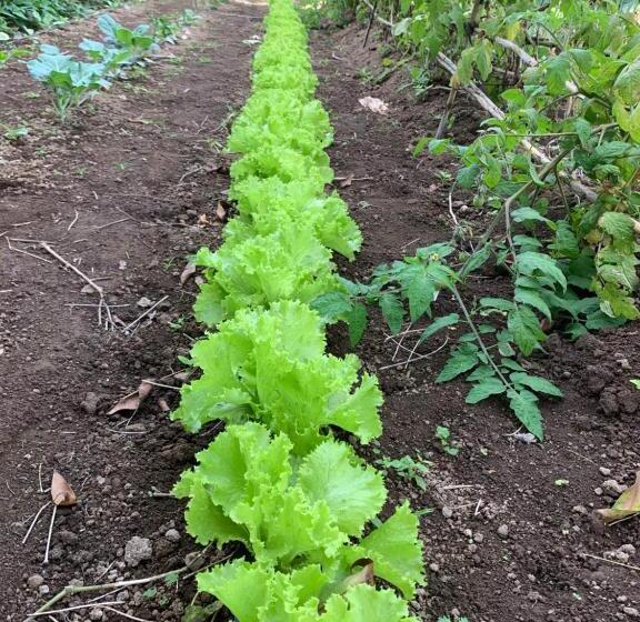 تختخواب و صبحانه Villa Vicente