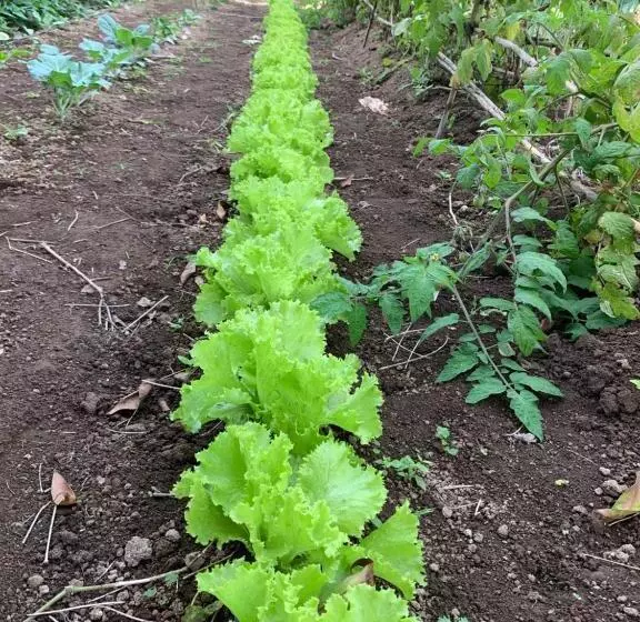 تختخواب و صبحانه Villa Vicente