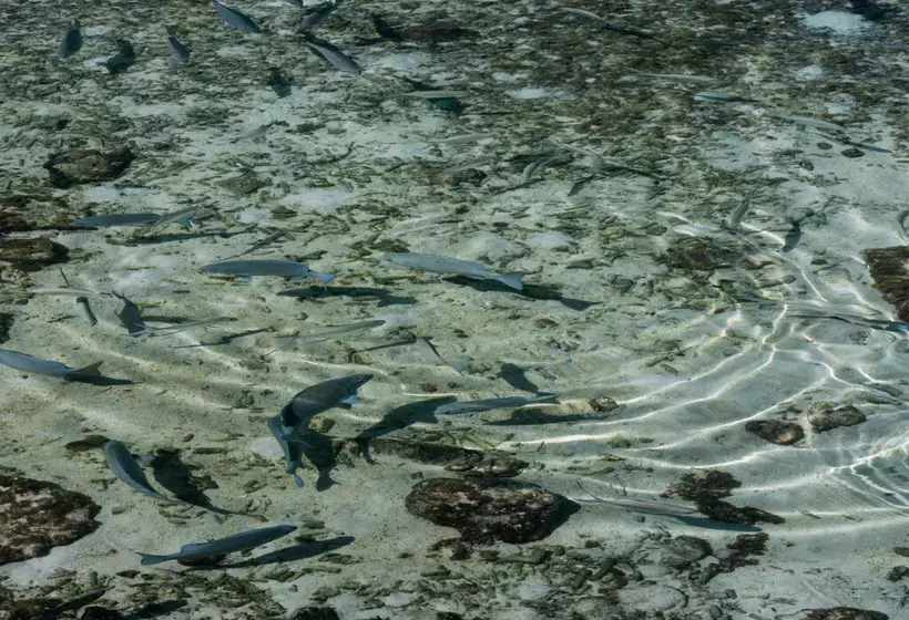 استراحتگاه Cinnamon Velifushi Maldives