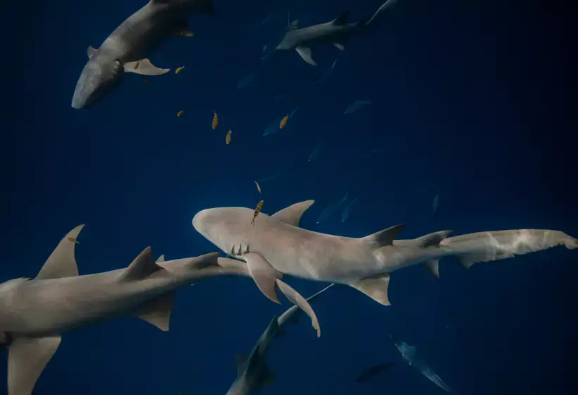 استراحتگاه Cinnamon Velifushi Maldives