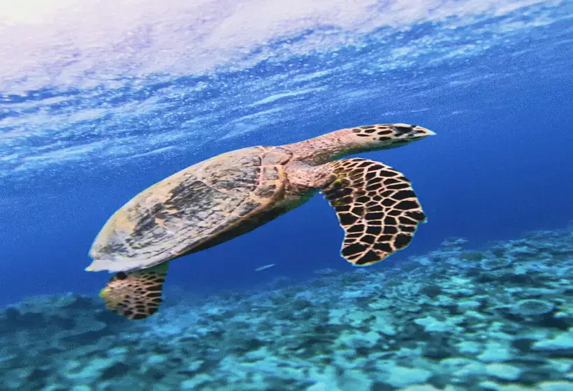 استراحتگاه Cinnamon Velifushi Maldives