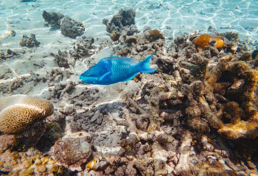 استراحتگاه Cinnamon Velifushi Maldives