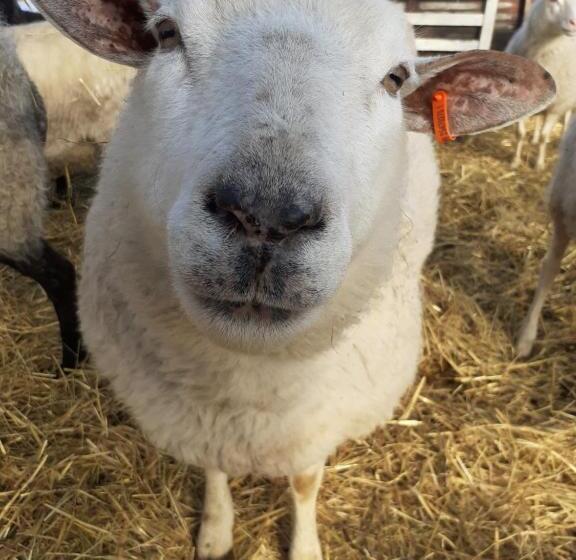 هتل Minnan Majoitus