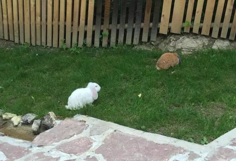 هاستل Motel Kula