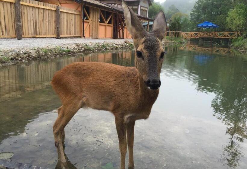 هاستل Motel Kula