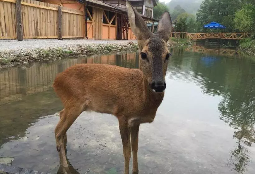 هاستل Motel Kula