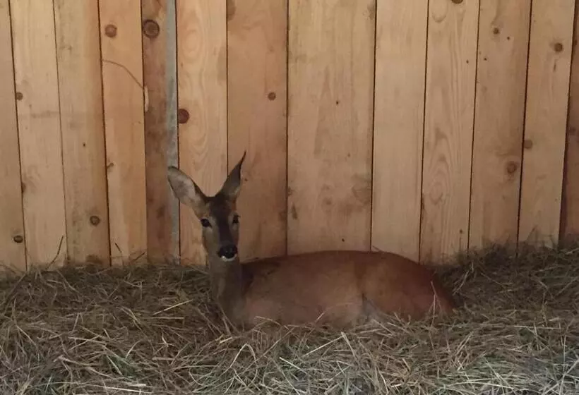 هاستل Motel Kula