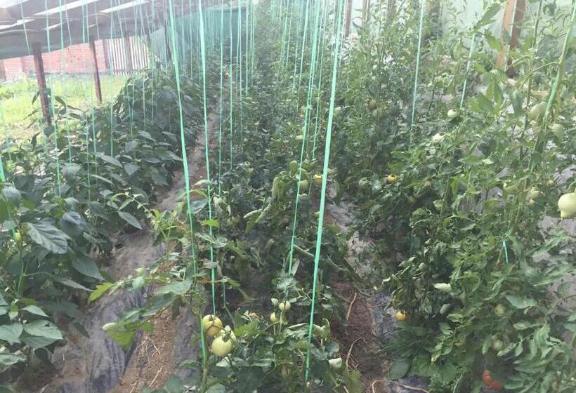 هاستل Motel Kula