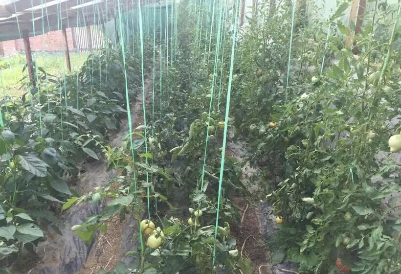 هاستل Motel Kula