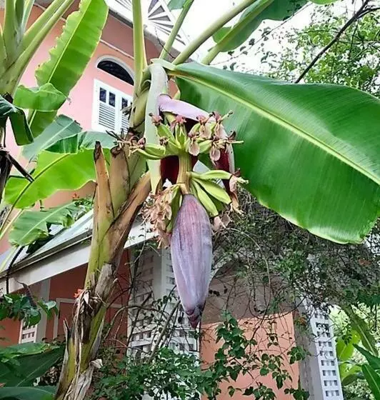 Tobago Hibiscus Golf Villas & Appartments