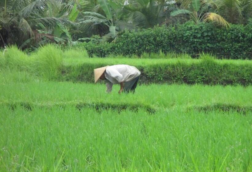 Pensjonat Ancut Sari