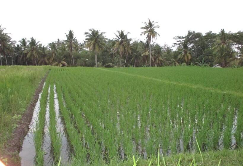 Pensjonat Ancut Sari