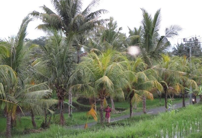 Pensjonat Ancut Sari