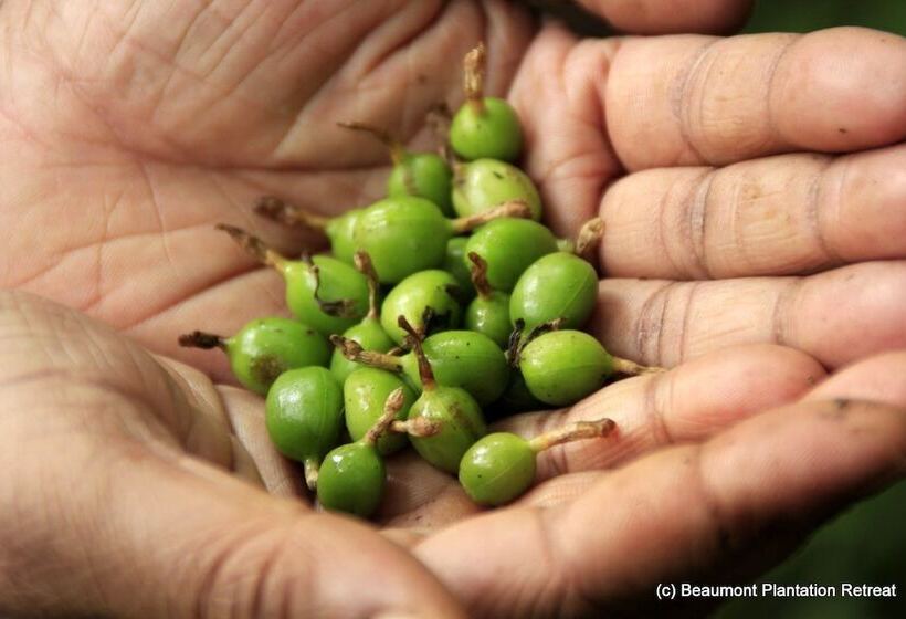 호텔 Beaumont Plantation Retreat