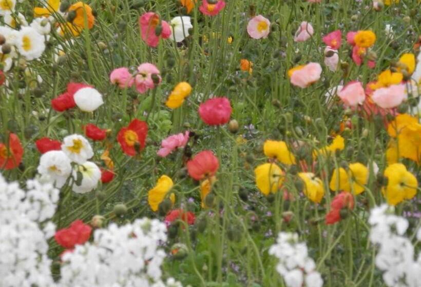 פנסיון Shirahama Club