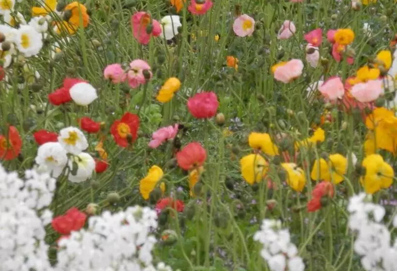 Пансион Shirahama Club