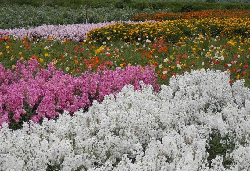 פנסיון Shirahama Club