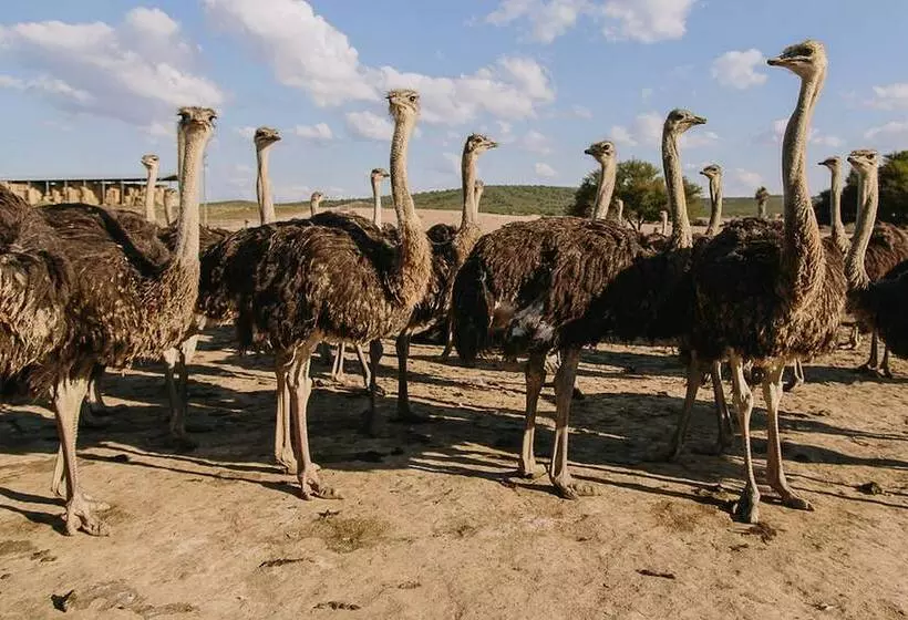 ホテル Africamps Klein Karoo