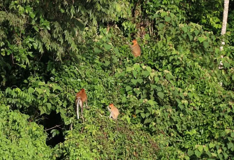 Отель Borneo Natural Sukau Bilit Resort