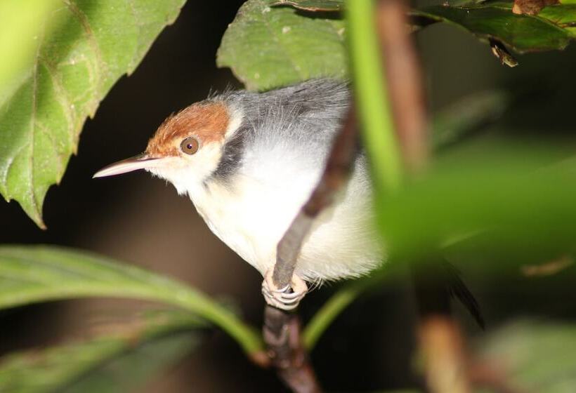 בית מלון כפרי Borneo Natural Sukau Bilit Resort