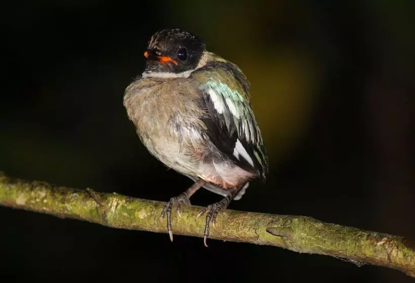 Отель Borneo Natural Sukau Bilit Resort