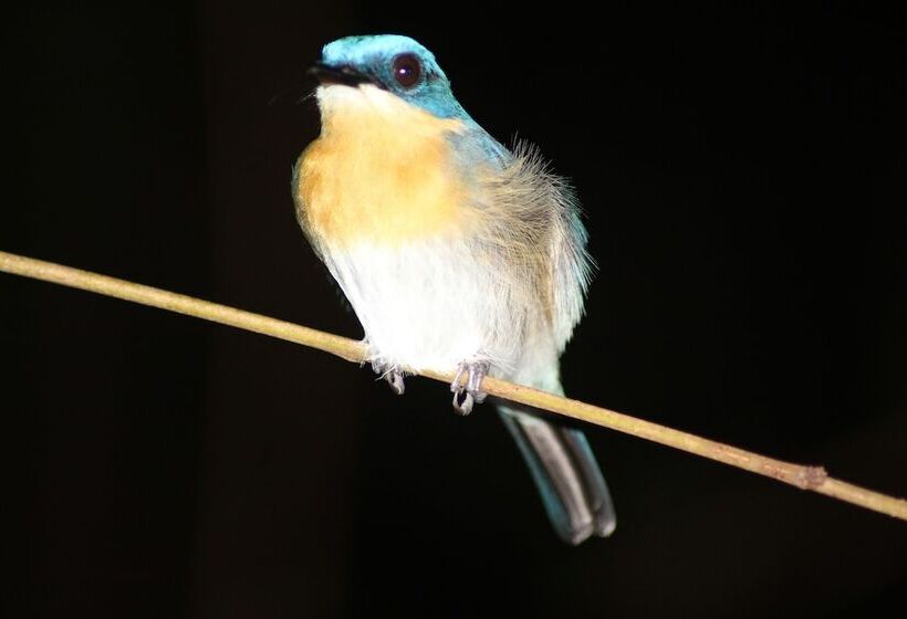 בית מלון כפרי Borneo Natural Sukau Bilit Resort