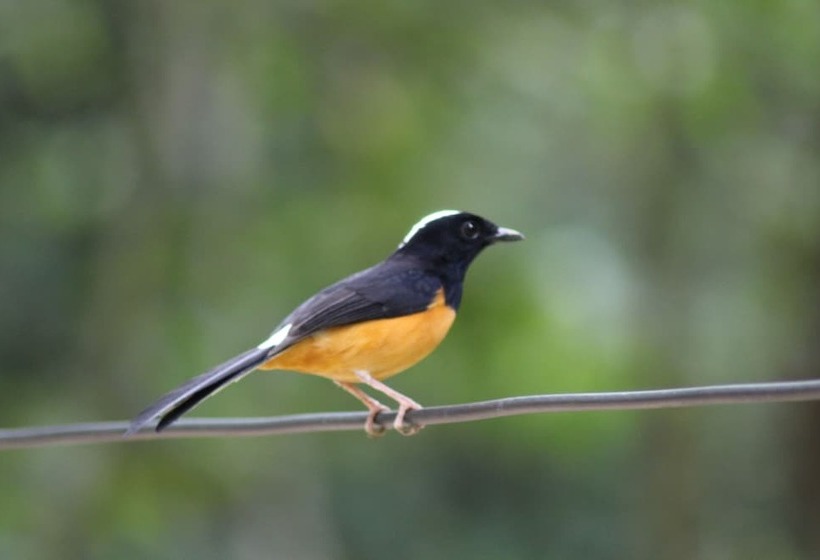 בית מלון כפרי Borneo Natural Sukau Bilit Resort