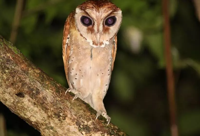 Отель Borneo Natural Sukau Bilit Resort