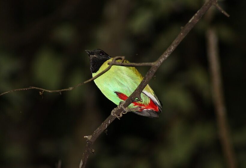 בית מלון כפרי Borneo Natural Sukau Bilit Resort