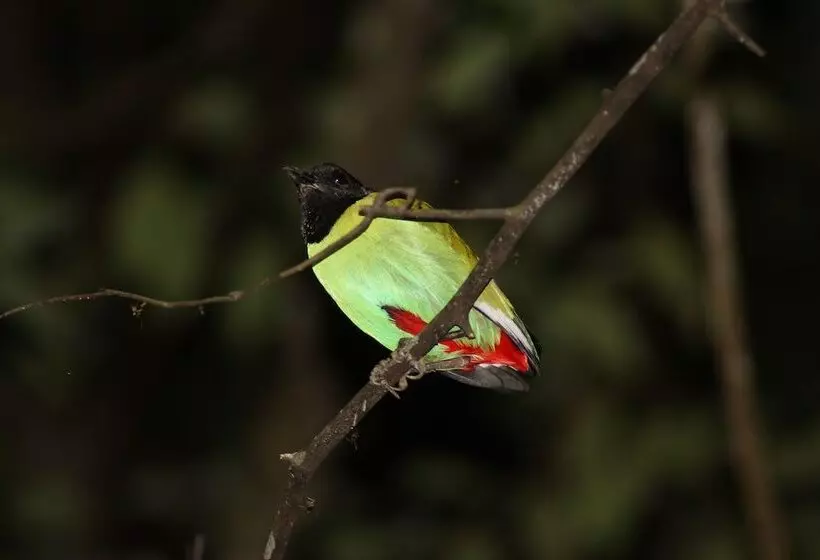 Отель Borneo Natural Sukau Bilit Resort