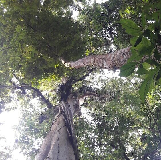 בית מלון כפרי La Selva Biological Station