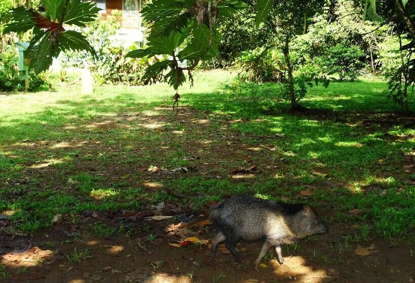בית מלון כפרי La Selva Biological Station