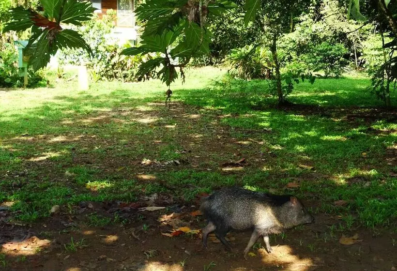 ホテル La Selva Biological Station