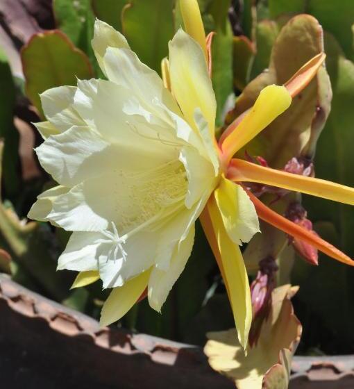 ホテル Las Orquideas Ollantaytambo
