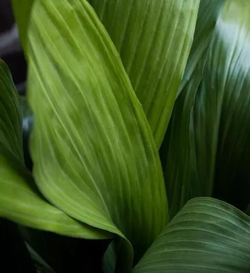 膳宿费 The Alison Randwick