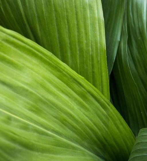 פנסיון The Alison Randwick