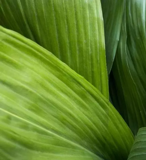 膳宿费 The Alison Randwick