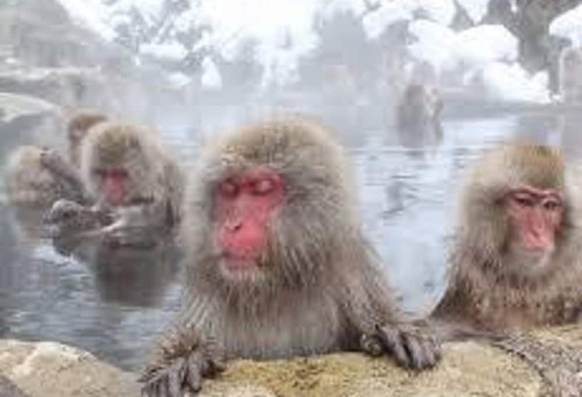 בית מלון כפרי Housei