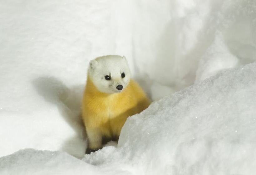 בית מלון כפרי Yachi Onsen