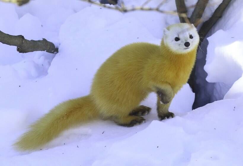 בית מלון כפרי Yachi Onsen