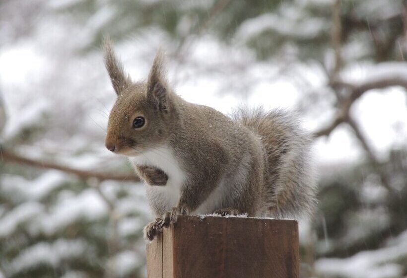 بنسيون Bellscabin Guesthouse