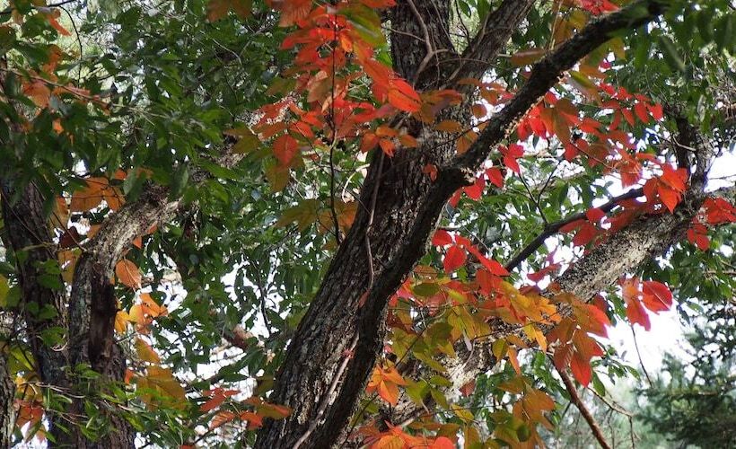 بنسيون Bellscabin Guesthouse