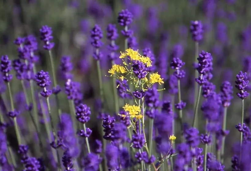Hôtel Furano Natulux