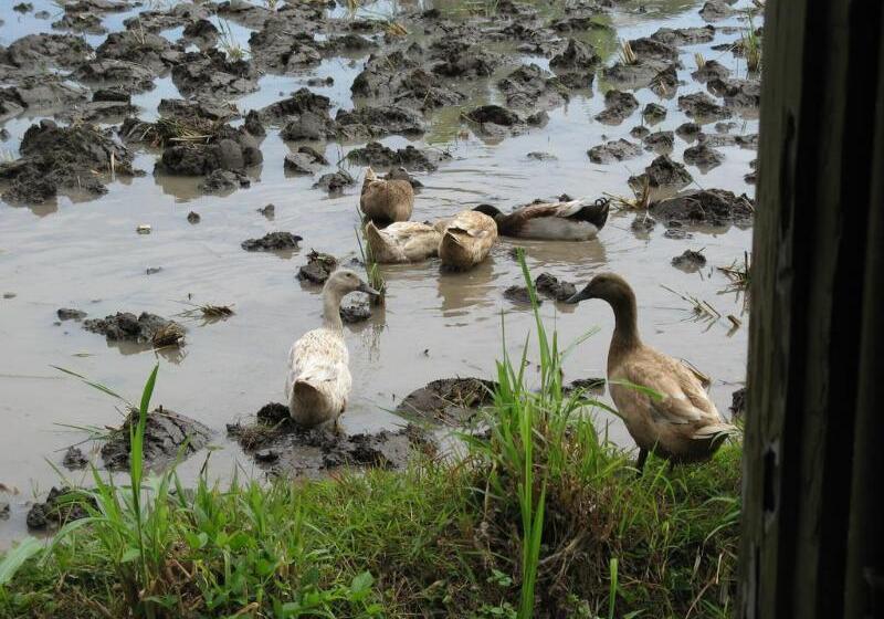 호텔 Villa Agung Beach Inn