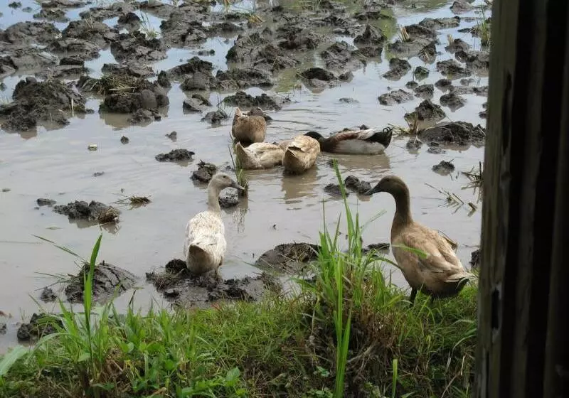 호텔 Villa Agung Beach Inn