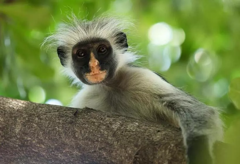 Пансион Bellevue Zanzibar