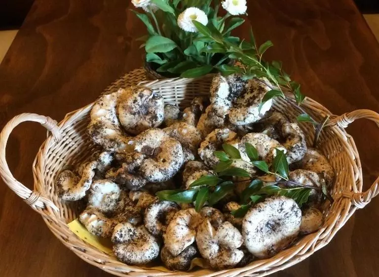 Hotelli Agriturismo Fasano